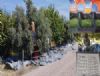 Mut'ta zeytin hasad� ba�lad� �ift�i fiyatlara tepki g�sterdi